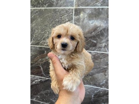 Minyatür orjinal maltipoo