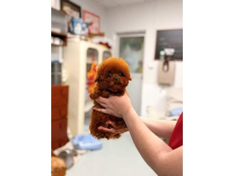 Micro kore poodle yavrularımız