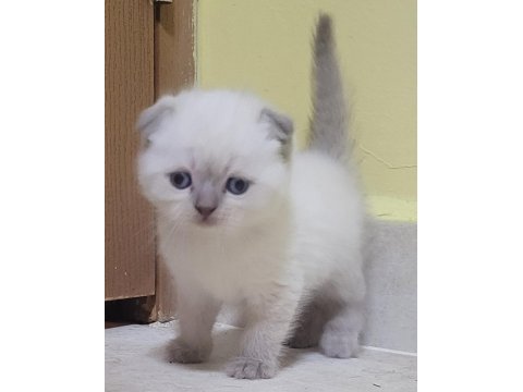 British shorthair ve scottish fold bebişler