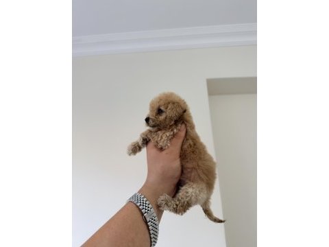 Mikro 0 numara poodle yavrumuz yeni yuvasına hazır