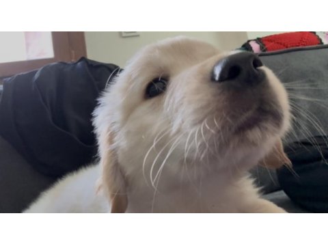Golden retriever köpeğimiz için açıklamayı okuyunuz