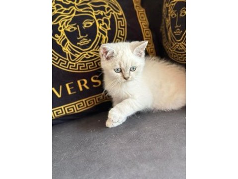 Özel top kafa blue point british longhair anne baba şecereli