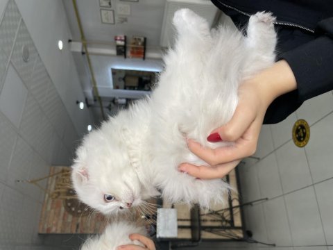 Yavru scottish fold kedim için yuva arıyorum