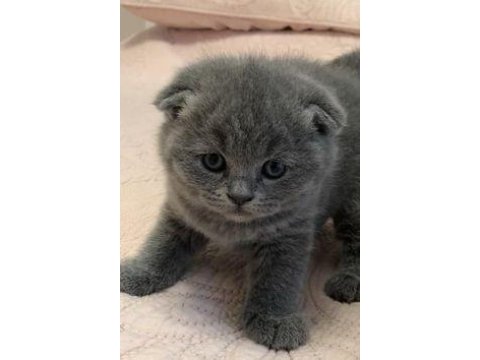 Scottish fold yavrularımız evinizin neşesi olacaktır