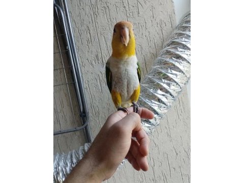 Alışkın erkek caique papağanımız