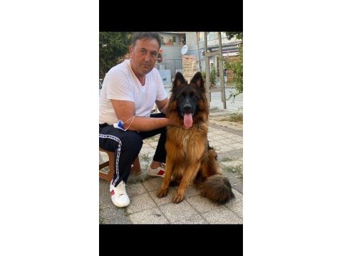 Aslan yeleli a secereli düşük belli kızıl maskeli alman