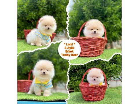 Pomeranian boo 3 aylık en iyisi