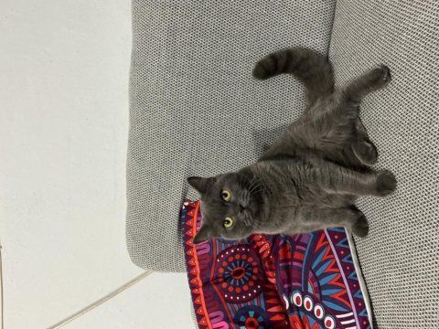 23.03 doğumlu akıllı british shorthair yavru