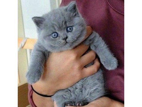 Top kafa a kalite british shorthair bebekler