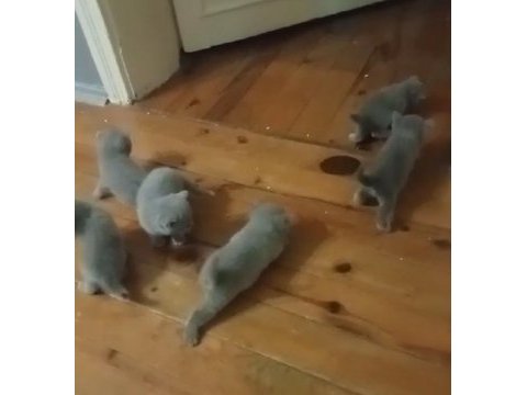 British shorthair dişi ve erkek yavru