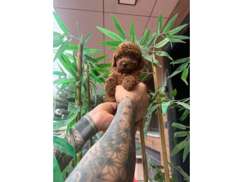 Toy poodle yavrularımız ırk ve saglık garantili