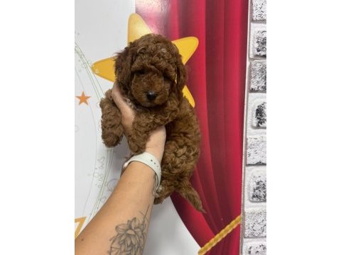 Toy poodle köpeği