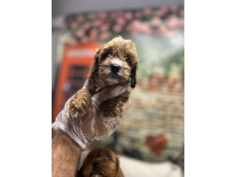 Red- red brown maltipoo yavrularımız @petclubadanaa