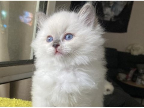 Safkan ragdoll yavrular