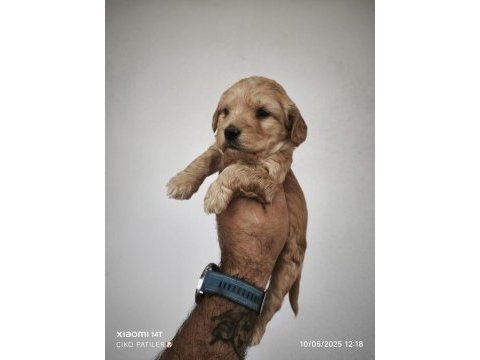Maltipoo bebeklerimiz