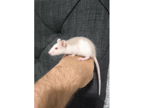 Dişi evcil rat