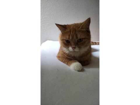 British longhair kırması dostlarımız yuva arıyor
