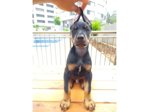 Birbirinden güzel doberman köpekler