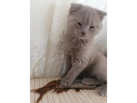 65 günlük yavru british longhair