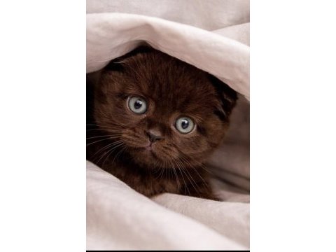 Özel olmak isteyene çikolata scottish fold