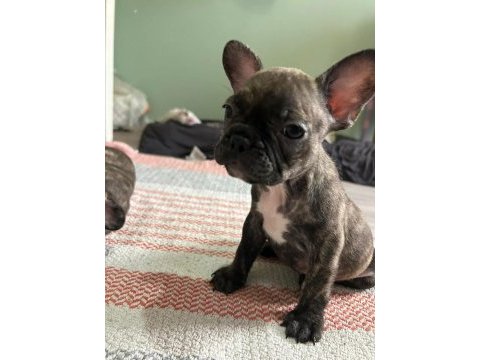 Mükemmel french bulldog yavrular hazır