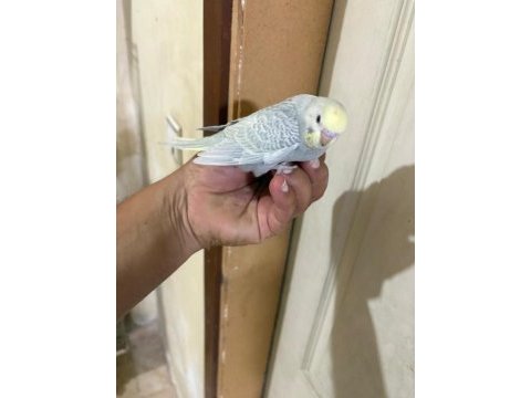 29 günlük konuşturmalık bebek muhabbet kuşu