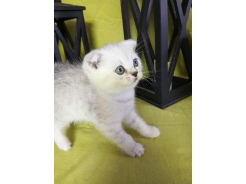 Scottish fold 1 dişi 1 erkek 2.5 aylık