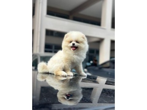 Erkek ve dişi pomeranian boo