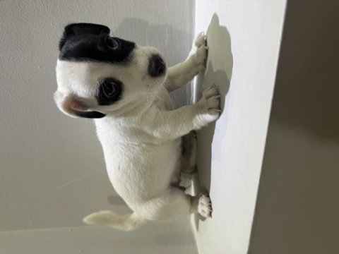 Dişi kısa bacak jack russell maskeli