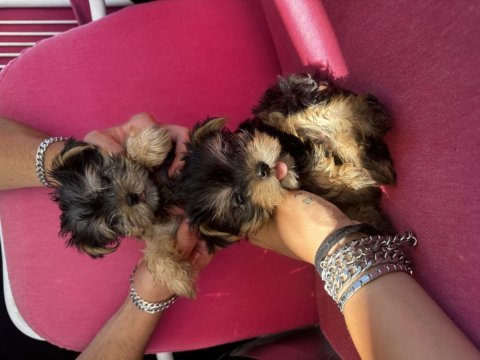 Orjinal dişi erkek teacup yorkie yavrular