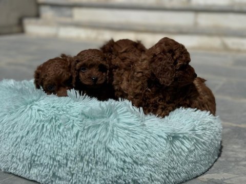 Petmode köpek çiftliğinde ziyarete açık toy poodle