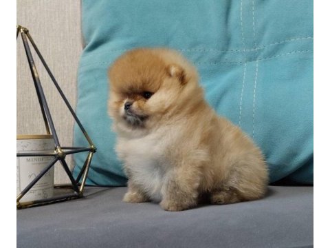 Ayı suratlı orijinal boo yavrular garantili taksitle