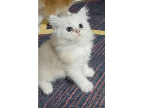 Safkan ırk yavru kediler