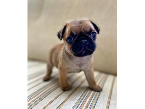 Pug yavrumuz dan varsa daha iyisi o da annesi