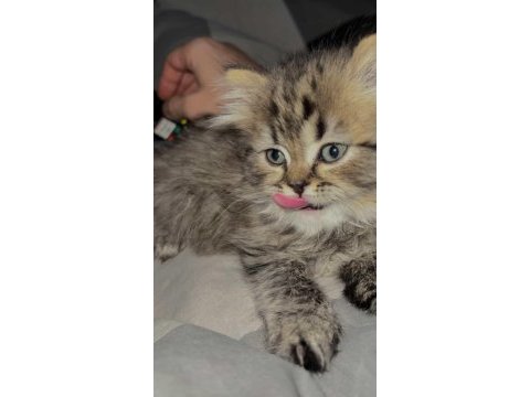 Scottish longhair golden tabby
