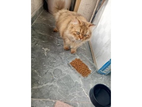Ücretsiz british longhair 10 aylık