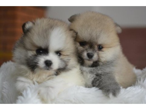 Teddy bear pomeranian bebekler