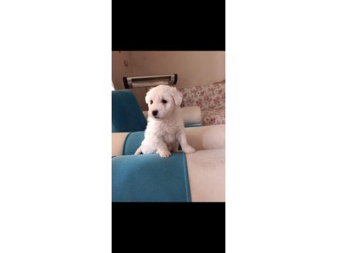 Maltese terrier malta beyaz terrier