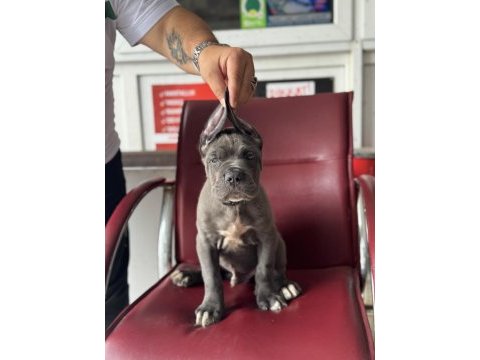 Dev bebekler a kalite cane corso