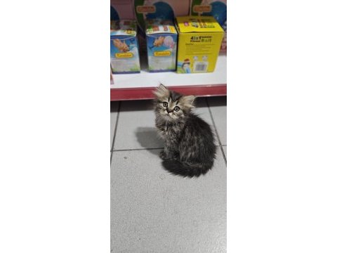 Cinnemon bi color scottish fold british shorthair yavruları