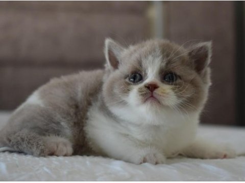 Muhteşem safkan british shorthair