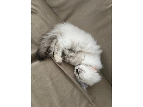 British longhair