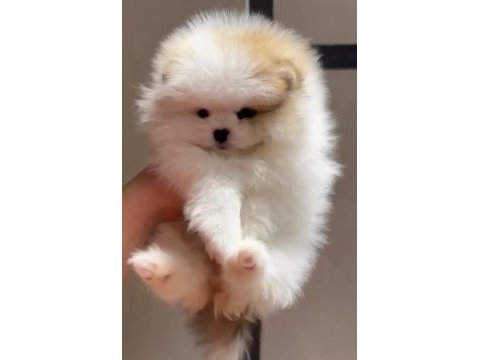 2 aylık dişi pomeranian yavru