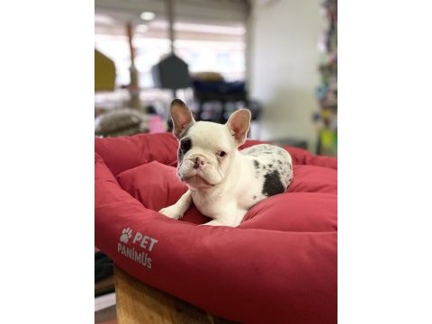 Mavi gözlü maskeli french bulldog erkek yavrumuz