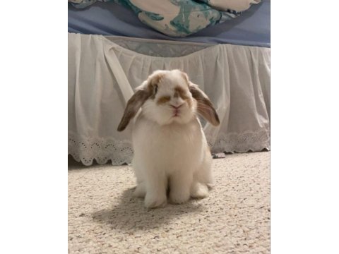 Lop tavşanlar gün içi gönderim vardır
