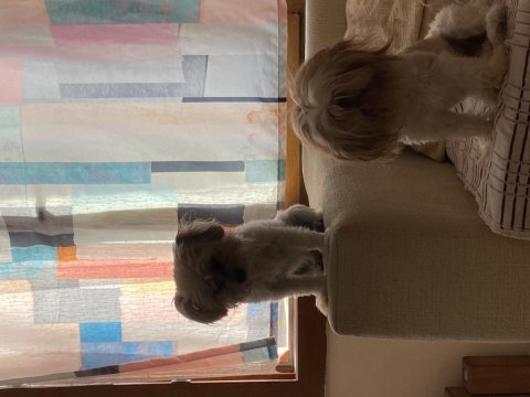 Shih-tzu dişi