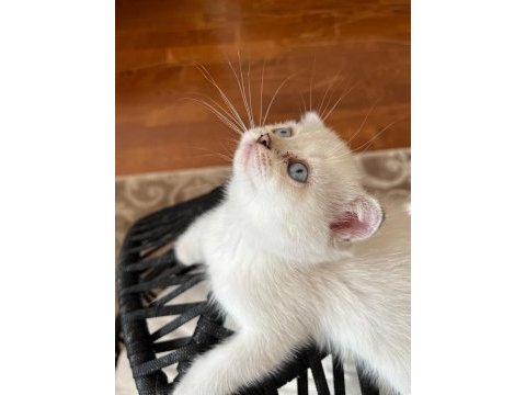 Evimizin minik scottish fold bebekleri