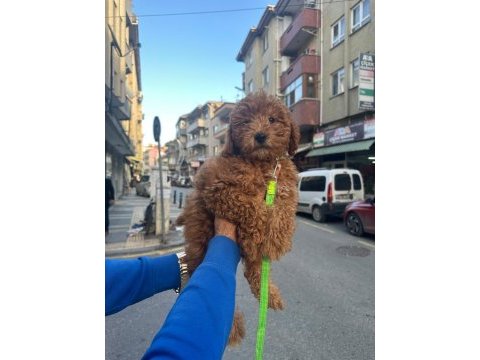 2.5 aylık toy poddle yavrumuz