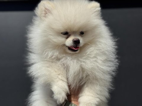 Petmode köpek çiftliğinden pomeranian boo