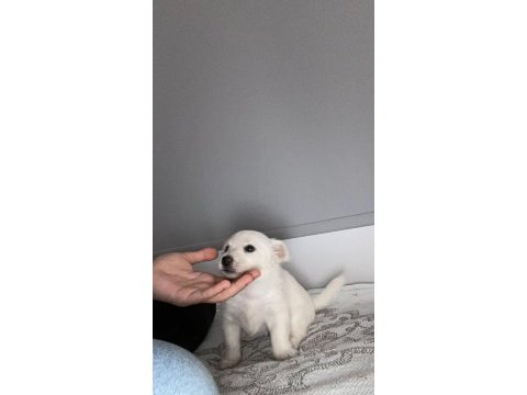 0 numara maltese terrier yavrusu